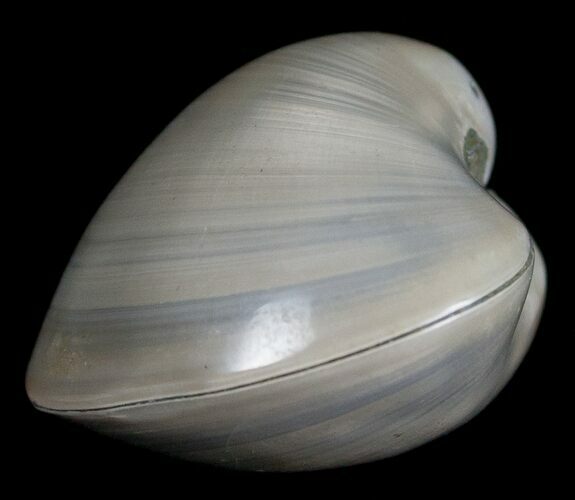 Polished Fossil Clam - Small Size #5285